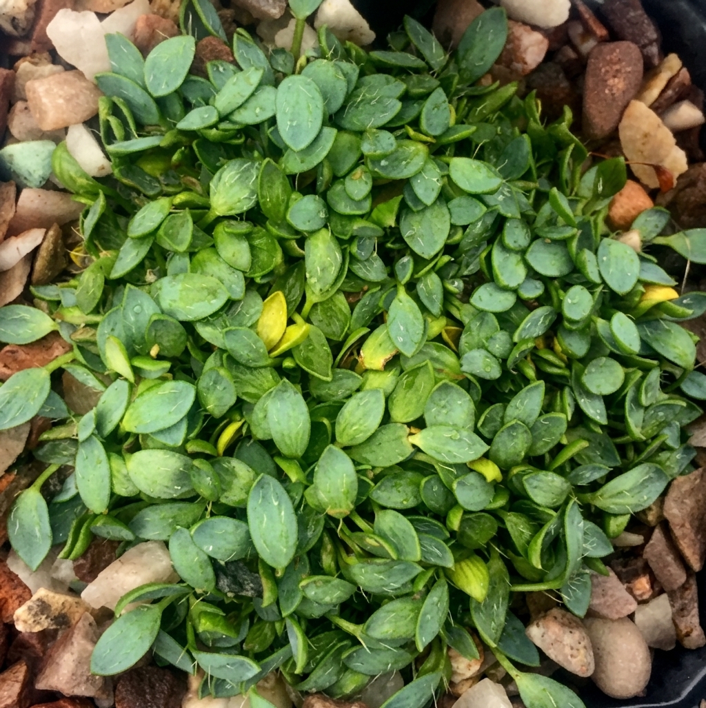 Azorella filamentosa